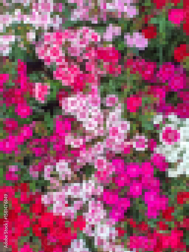 Fotografia Pixels vibrant collection of Dianthus flowers, also pinks, Carnations, or Sweet Williams Border carnation (Dianthus caryophyllus) Symbolic of motherly love
