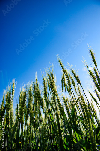 Low angle view of young wheat plants growing under the summer sun in North Dakota,
