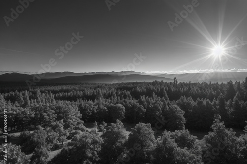 Dense pine grove in within morning haze