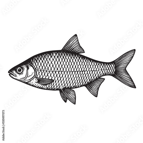 A roach fish rendered in black and white vector art, defined by strong black outlines, capturing its subtle scales and streamlined shape.

