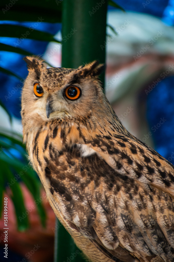 Obraz premium Big Owl looking around