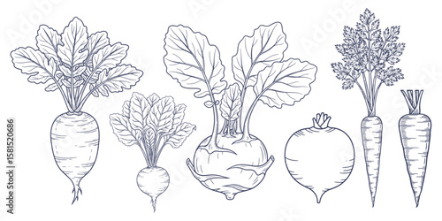 Line Art Illustration of Root Vegetables: Beet, Turnip, Kohlrabi, and Carrot