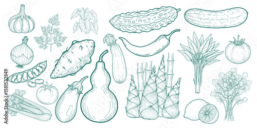 Green Line Drawing of Assorted Vegetables and Herbs