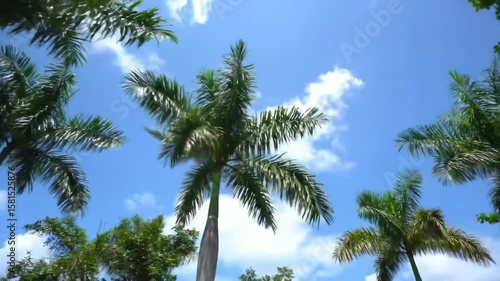 Wallpaper Mural Palm trees swaying in the breeze against a clear blue sky Torontodigital.ca