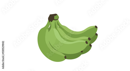 Bunch of Unripe Bananas - Vector Illustration