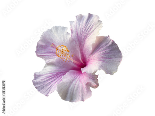 Delicate pink hibiscus flower isolated on black background, Isolated On Transparent Background, Png
