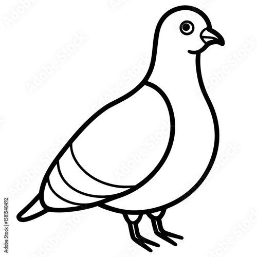 puffed up pigeon looking proud on white background