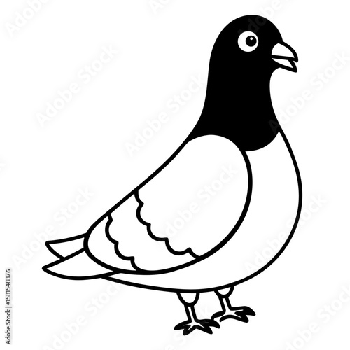 puffed up pigeon looking proud on white background