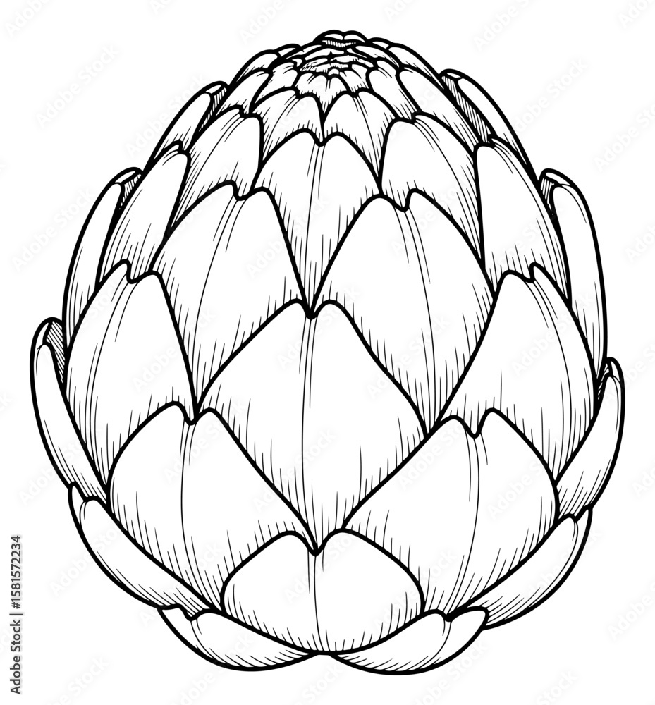 Obraz premium Detailed Line Art Illustration of an Artichoke Flower