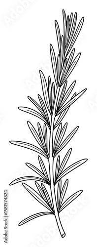 Rosemary Branch Outline Illustration