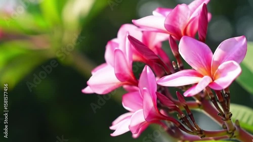Frangipani Flowers Swaying in Breeze – Cinematic Nature Footage
