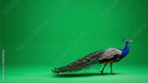A peacock with blue neck and long tail walking across a green background in a studio setting