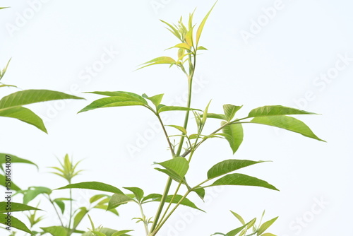 Photos Vitex negundo plant