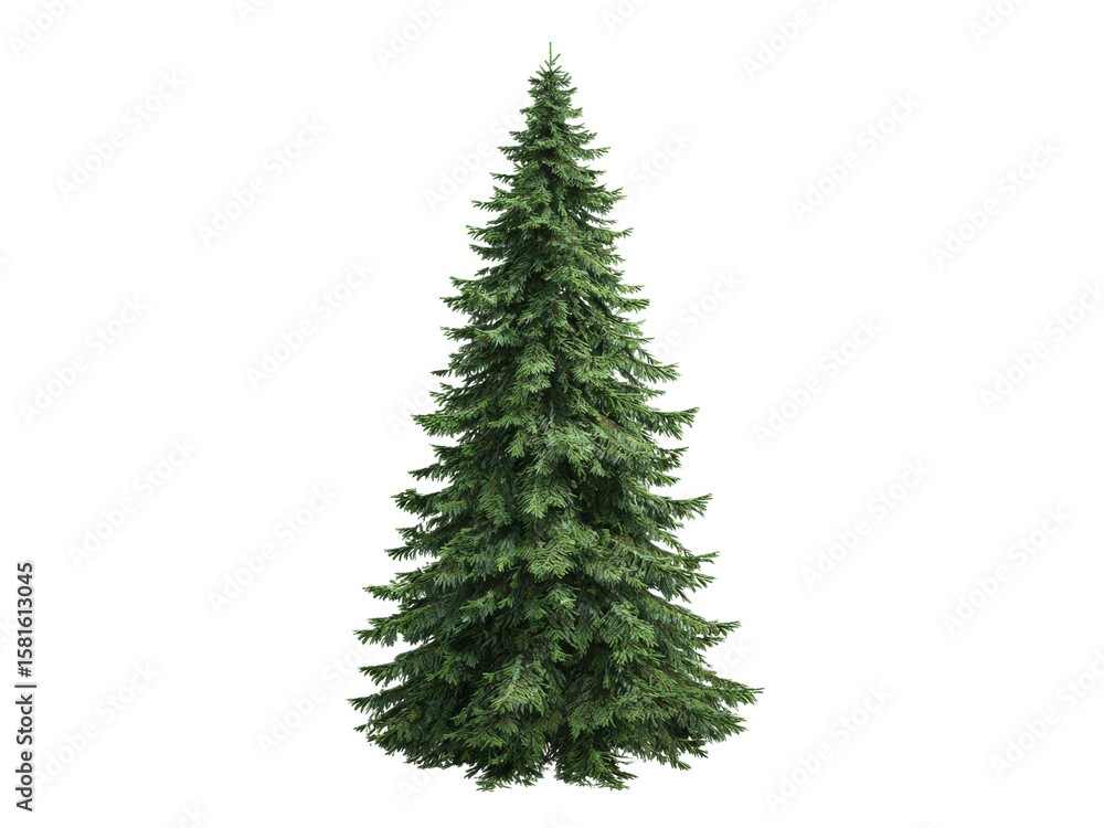 Fototapeta premium Tall evergreen coniferous tree isolated on black background, Isolated On Transparent Background, Png