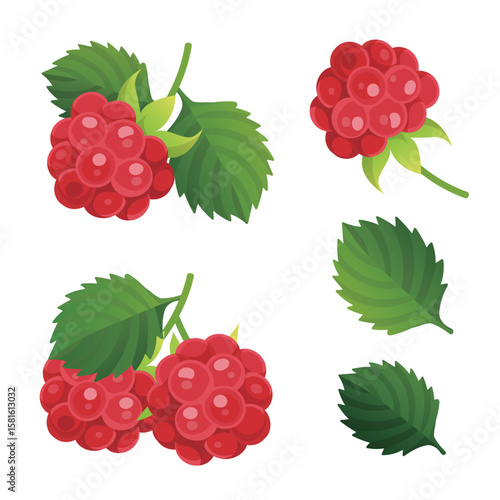 Hand drawn raspberries vector illustration collection set