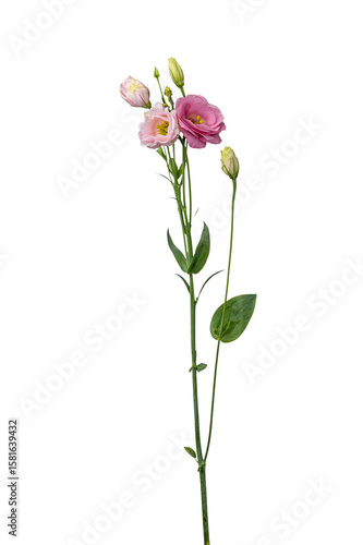 lisianthus flower stem isolated on white background