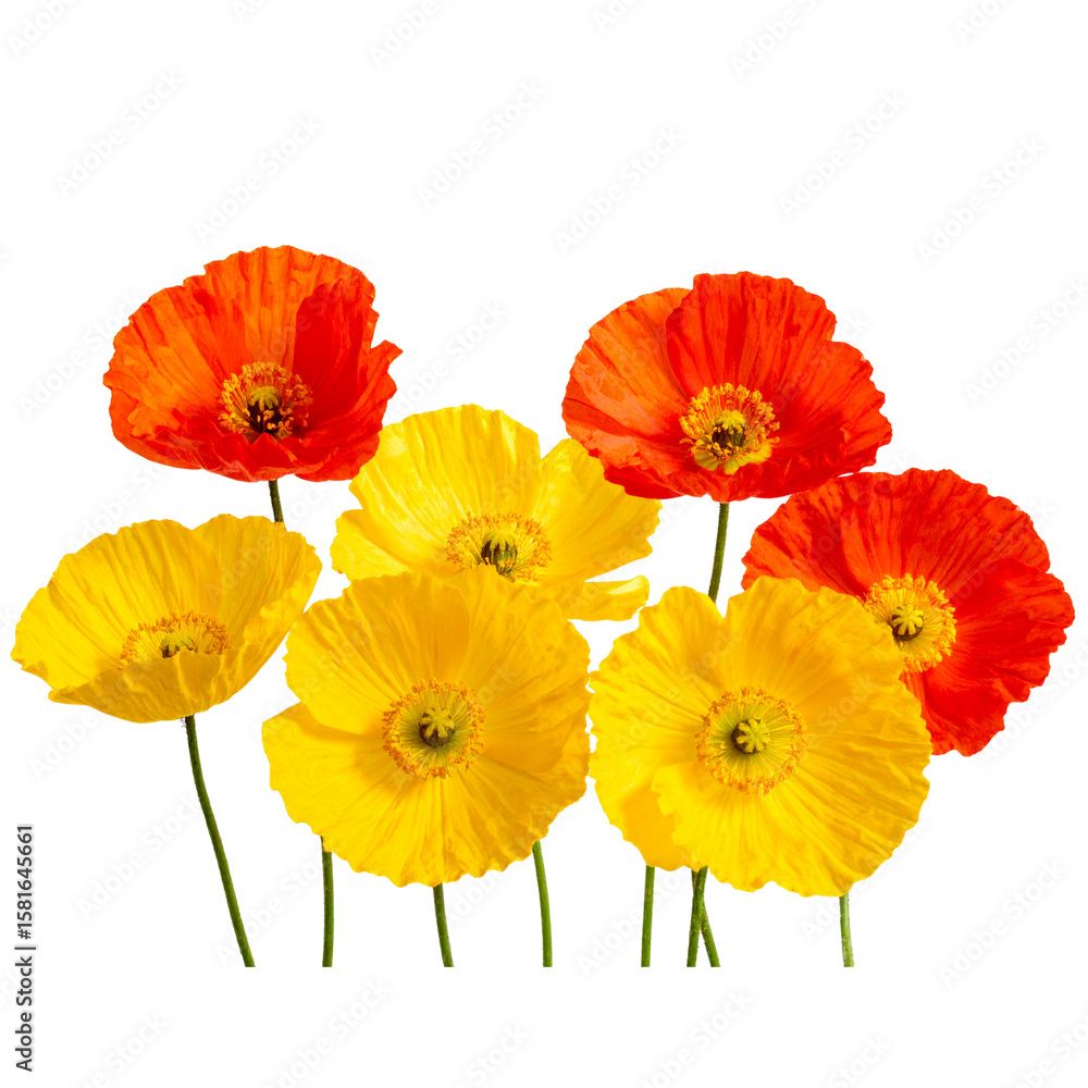 Obraz premium Poppy flowers isolated on transparent background, Red yellow poppy flower isolated Photo summer spring flowers, Golden Fields, png