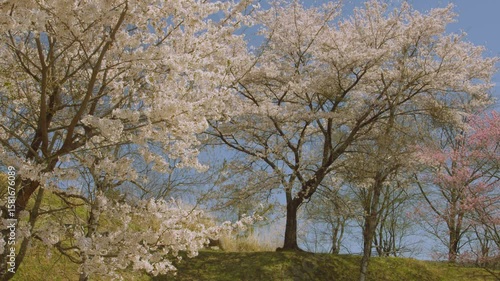 澄み切った青空と満開の桜