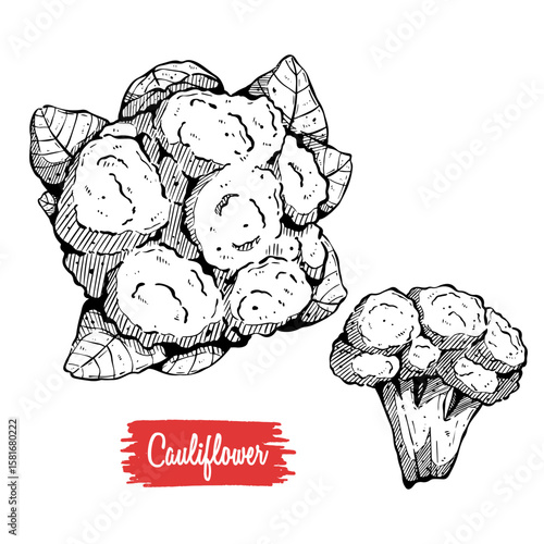 Cauliflower hand drawing vector illustration. vegetable sketch