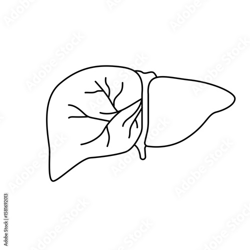 Human liver icon illustration