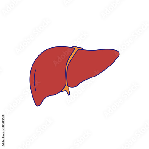 Human liver icon illustration