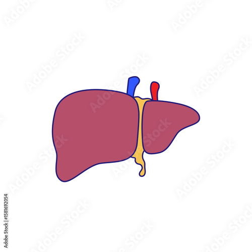 Human liver icon illustration