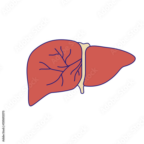 Human liver icon illustration