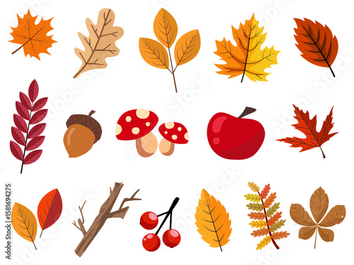 leaves plant colorful and elements for autumn season on white background.