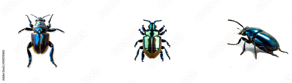 A set of boomber beetle PNG with transparent background as a dynamic design element for nature, danger, and fantasy-themed visuals. A set of boomber beetle PNG with transparent background as a dynamic design element for nature, danger, and fantasy-themed visuals.