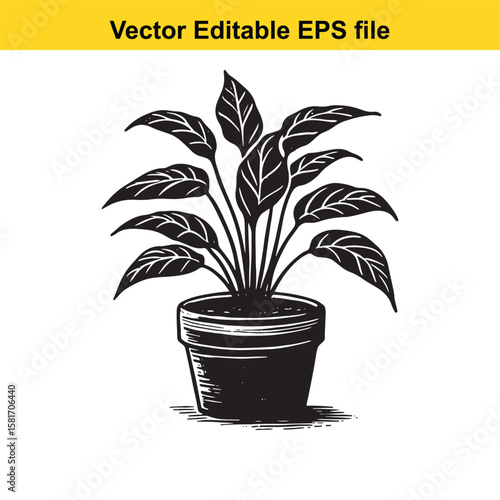 A potted plant with lush green leaves, isolated on white