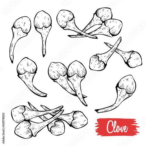 Set of Hand Draw Clove Vector. Herbal Food Sketch Illustration