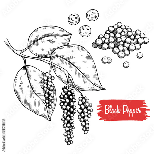 Set of Hand Draw Black Pepper. Herbal Food Sketch Illustration