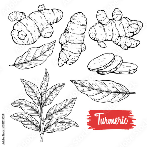 Set of Hand Draw Turmeric. Herbal Food Sketch Illustration