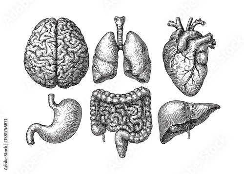 Hand-drawn anatomical illustrations of human internal organs in vintage engraving style.