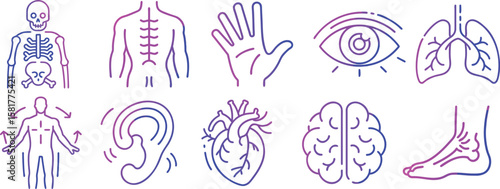 Human Body Parts in Line Art Icons An informative illustration showcasing several parts of the human body using clean lines and gradients.