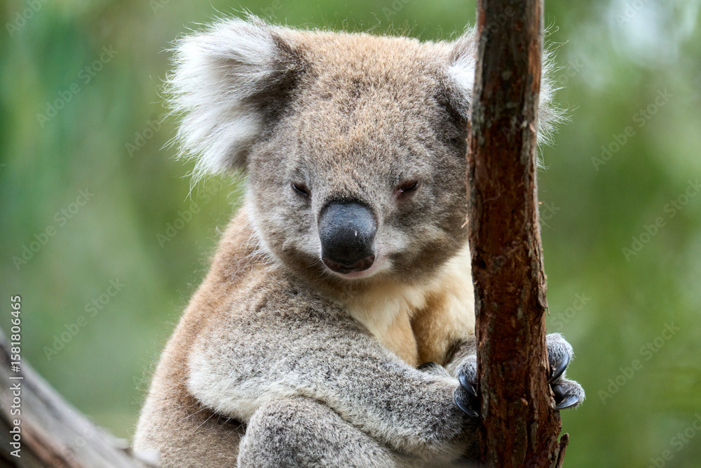 Fototapeta premium Endangered koala clinging to eucalyptus habitat - a symbol of Australia's biodiversity crisis