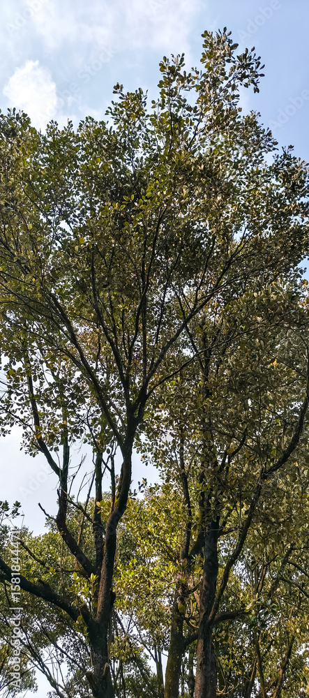 Obraz premium trees in the forest