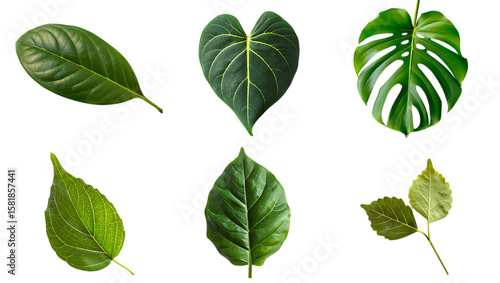 green leaves isolated on white