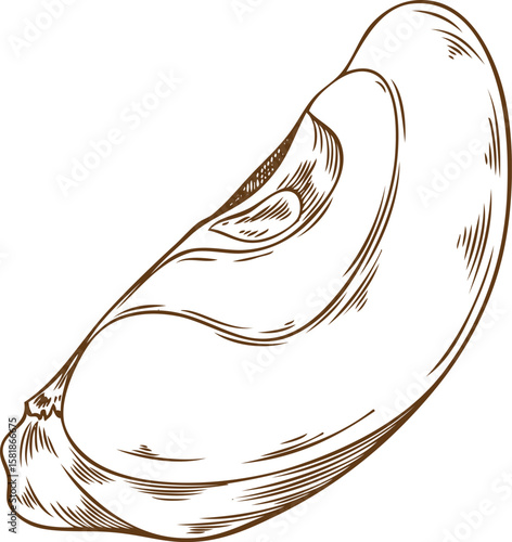 Apple slice engraved hand drawn vector illustration, farm natural fruit sketch, Mulled wine ingredient, organic snack