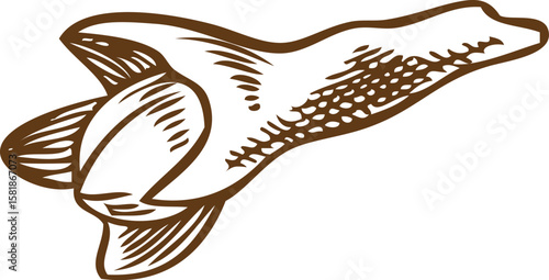 Clove spice star seed engraved sketch, vector hand drawn spice dried herb bud, organic condiment, Mulled wine ingredient