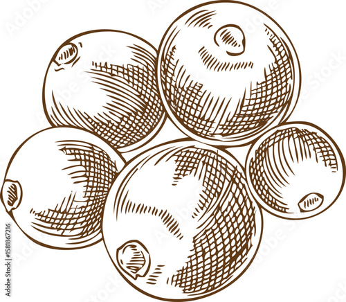 Mistletoe berries pile vector sketch, engraved hand drawn Holly berry species plant, ilex bunch, Mulled wine ingredient