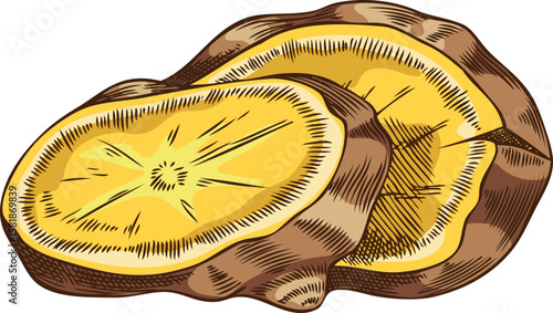 Fresh ginger root slices sketch, vector hand drawn aromatic spice, mulled wine ingredient, medicinal fragrant herb