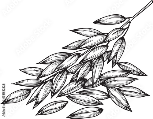 Black and white illustration of oat grains on a stalk agriculture food