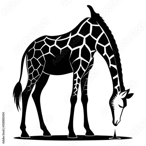 Elegant silhouette of a giraffe gracefully bending down to drink water isolated on white background