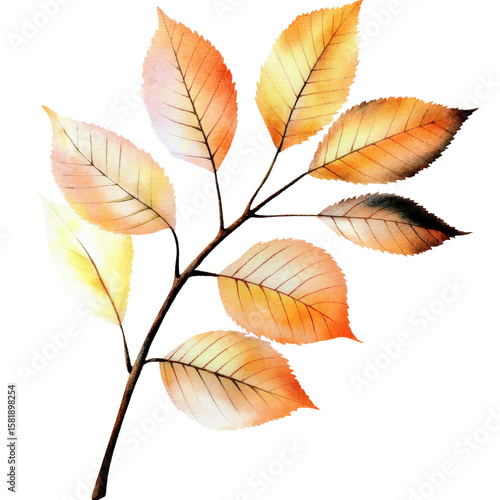 Vibrant autumn leaves branch with colorful foliage on a white background, detailed natural botanical image