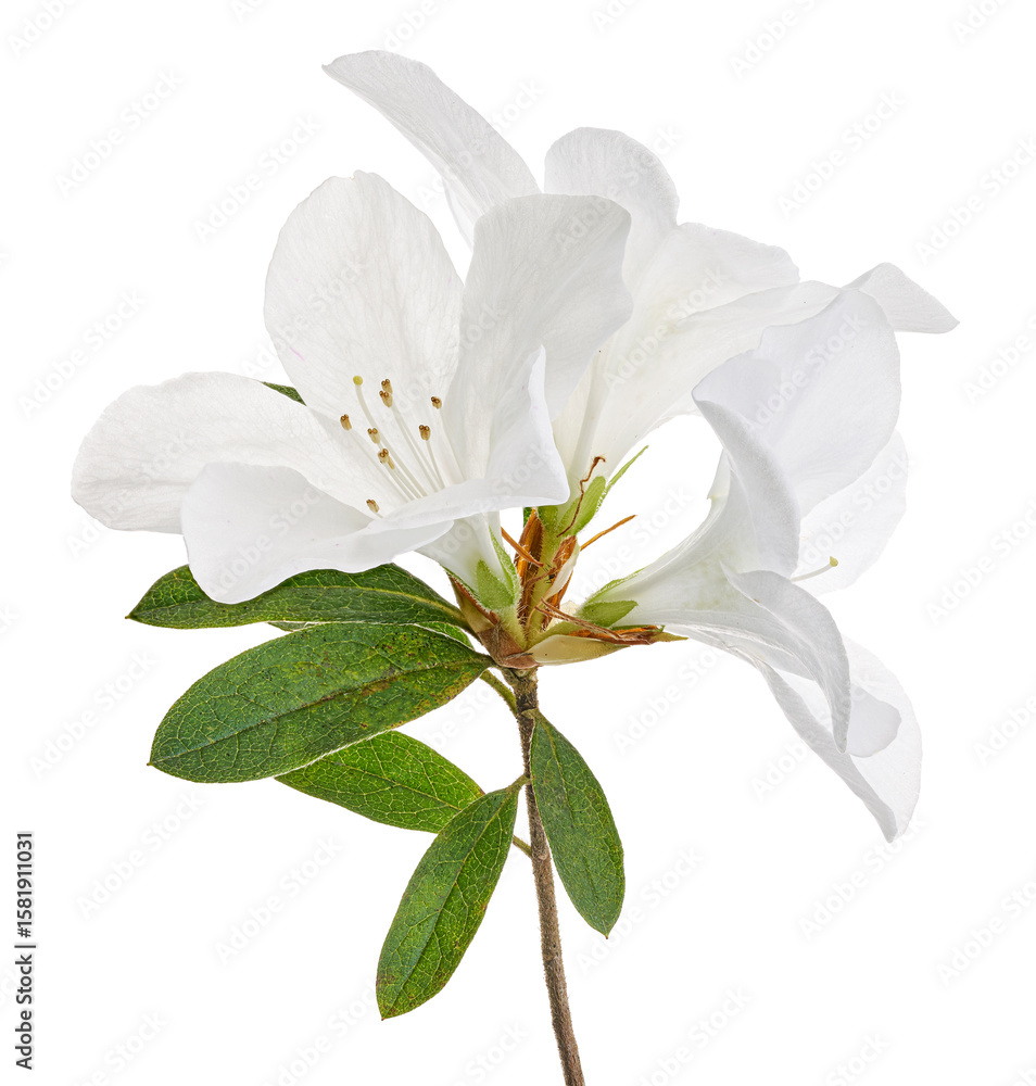 Fototapeta premium Azaleas flowers with leaves, White flowers isolated on white background with clipping path