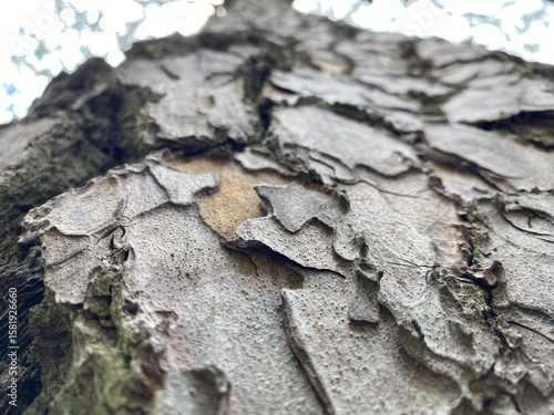 Arbol, ramas, tronco (Tree, trunk, branches)