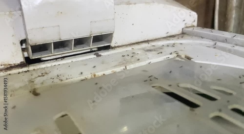 Ants actively moving on a white washing machine that is covered in dirt.