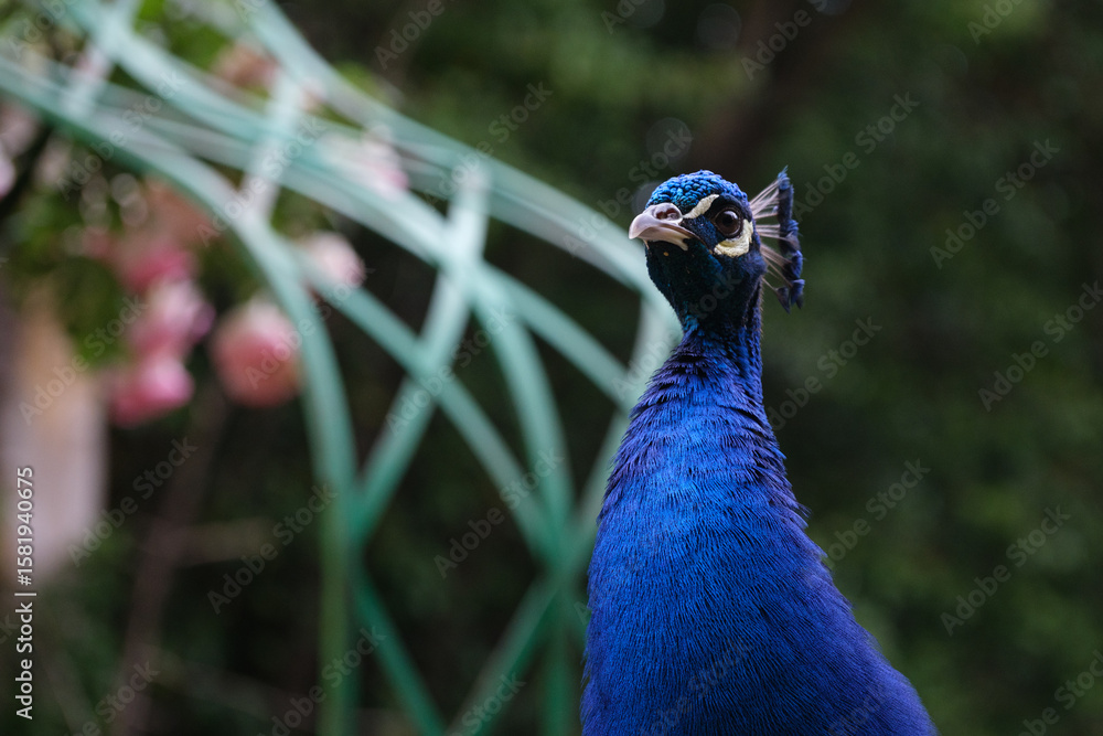 Fototapeta premium Pavo real paseando en parque.