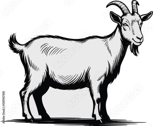 Illustration of a goat standing on a white background with black lines and shading details design art
